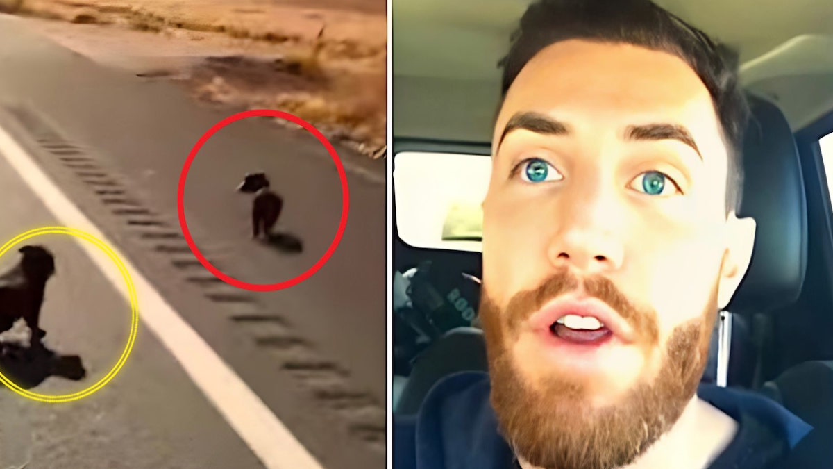 Cet homme remarque 2 ombres sombres sur la route, il découvre alors l’impensable !