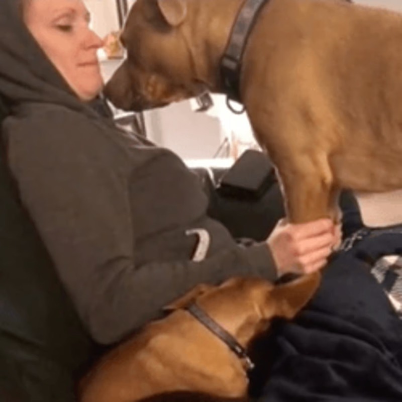 Cette chienne découvre la grossesse de sa maîtresse, sa réaction est poignante !