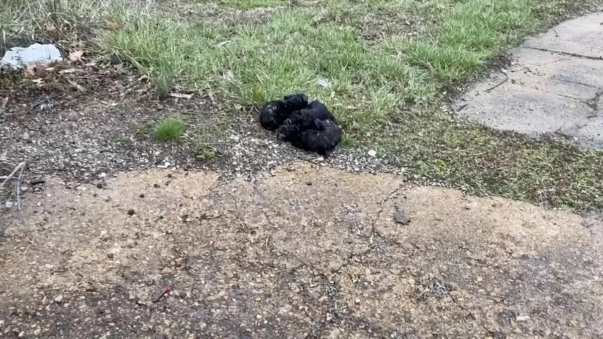 Cette conductrice de bus découvre un tas de boules de poils sur la route, une scène déchirante