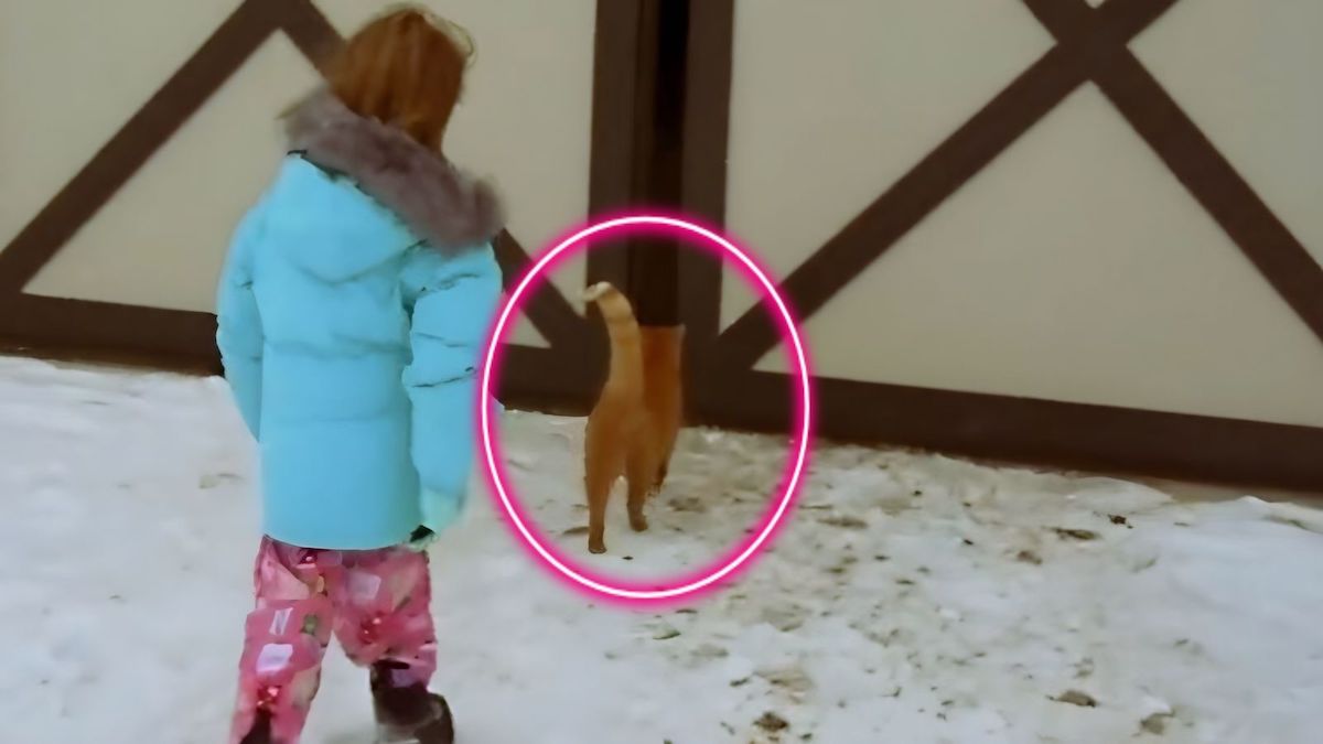 Cette fillette suit son chat dans la grange et découvre l’impensable, elle est sidérée !