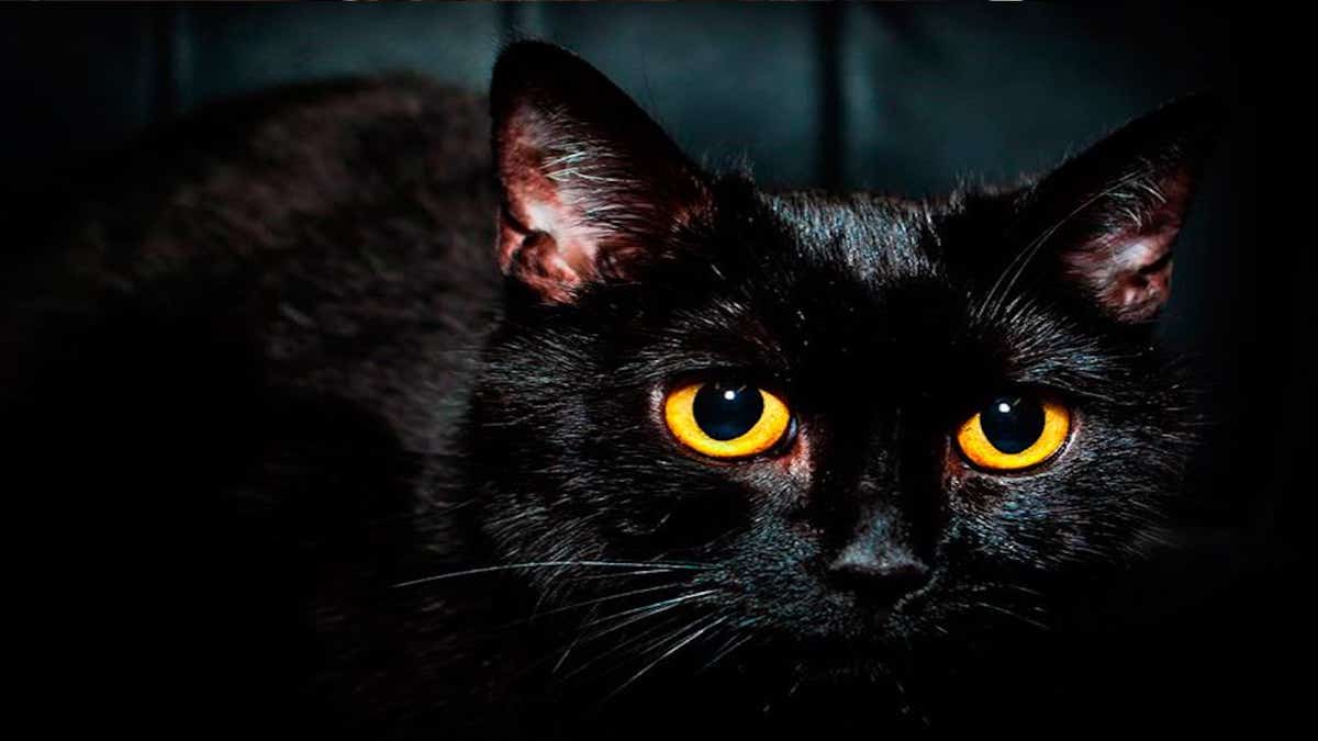Voici comment les chats voient dans le noir, tout savoir sur leur vue