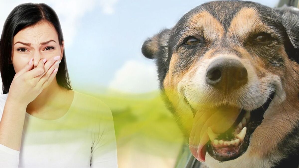 Conseils pratiques pour éliminer efficacement la mauvaise haleine des chiens