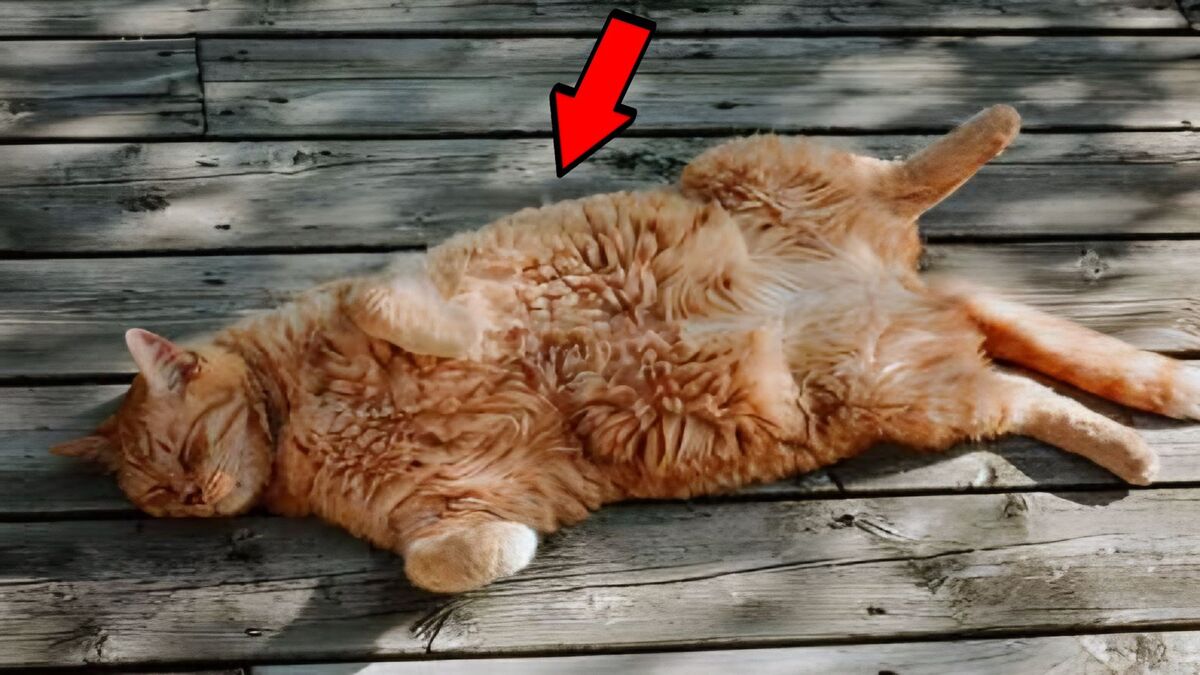 Ces incroyables raisons pour lesquelles les chats se roulent par terre
