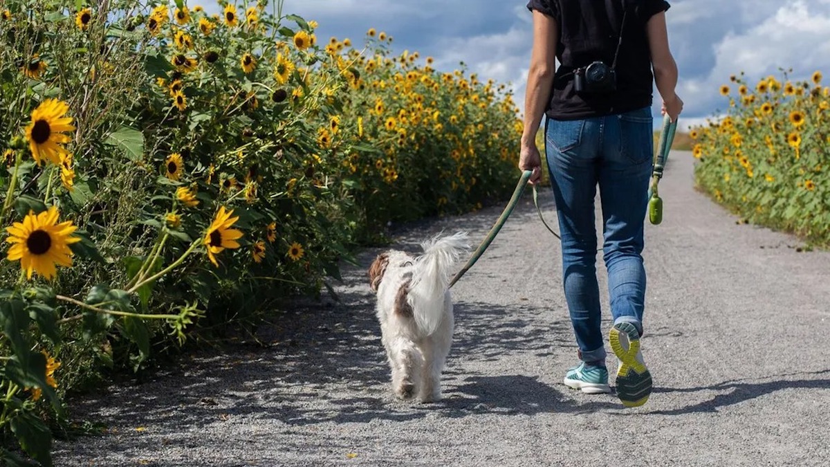 Des ados agressent un promeneur de chien, sa mère fait une découverte effroyable