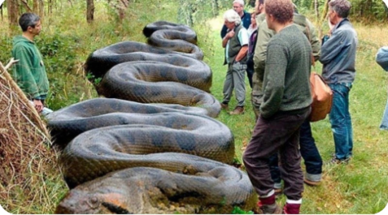 Des ouvriers découvrent un serpent géant