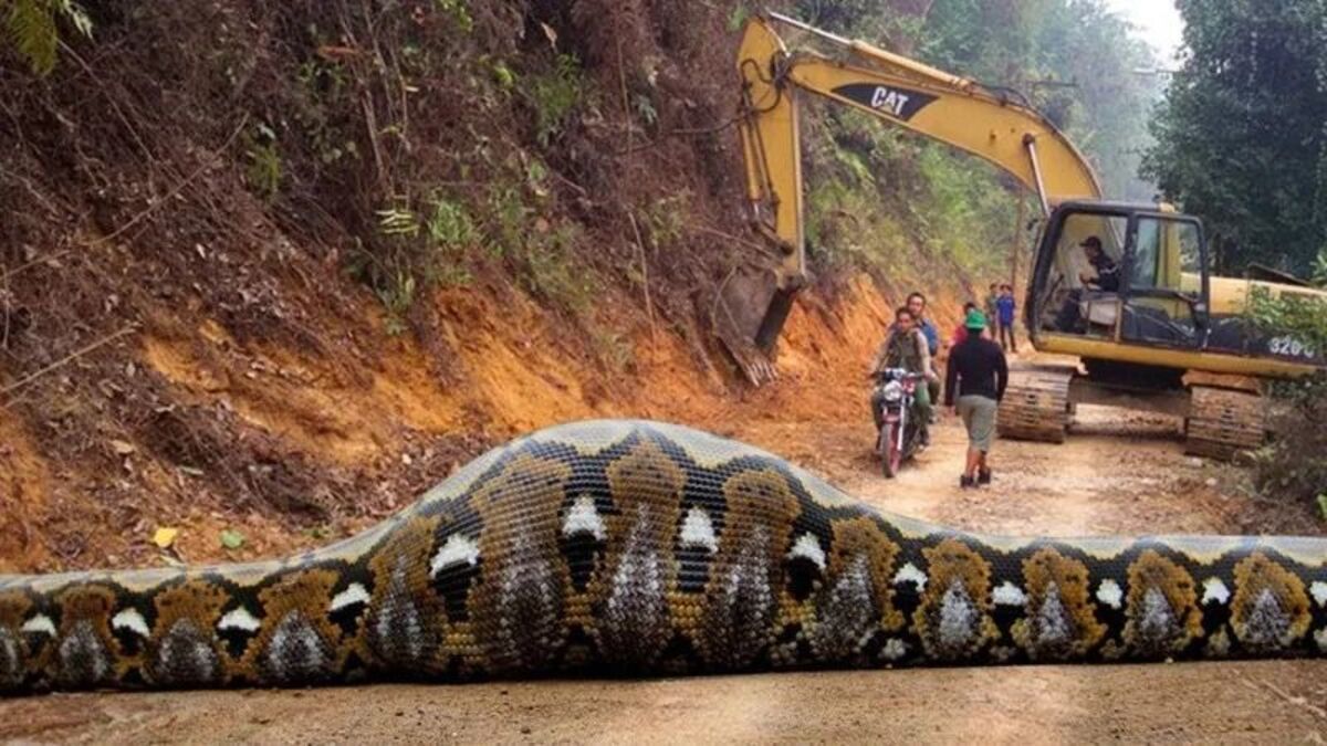 Des ouvriers découvrent un serpent géant, il est impressionnant !