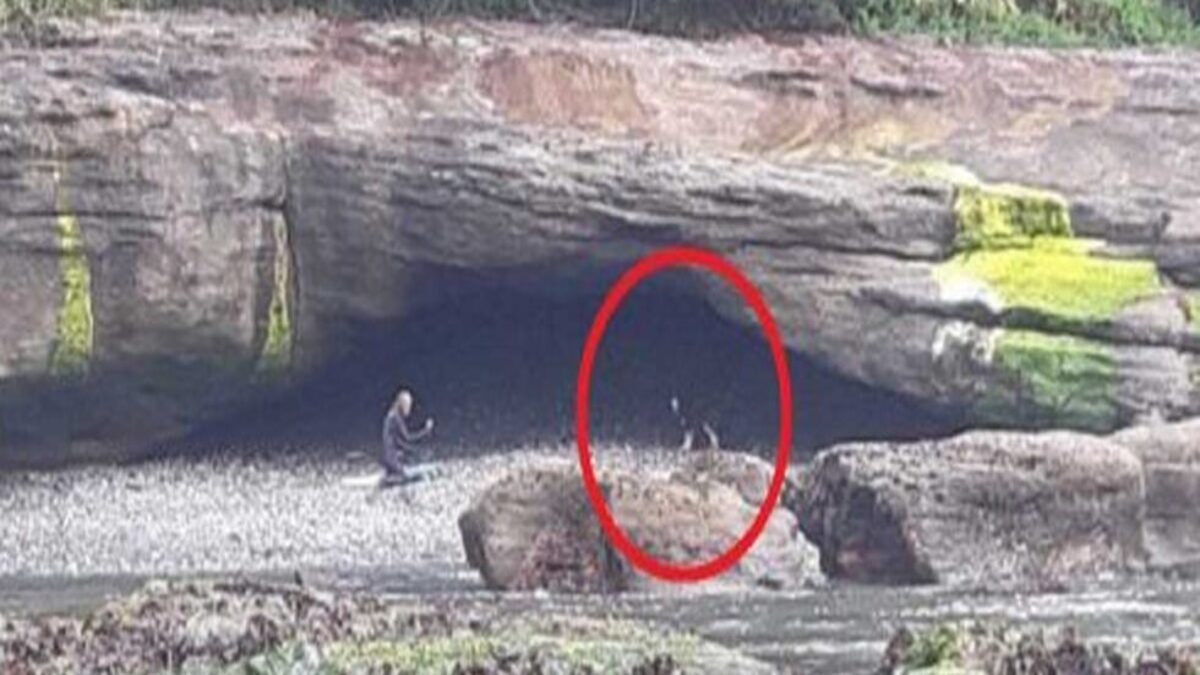 Ce chien a été découvert par des surfeurs dans une grotte d'une île