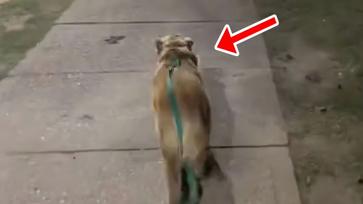 Elle croise son ex lors d'une promenade, la réaction inattendue de son chien l'a laissée sans voix