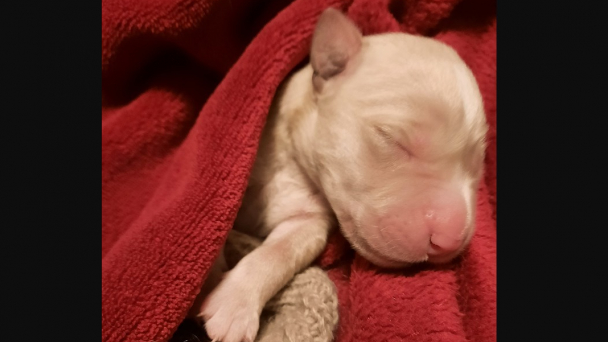 Elle trouve un minuscule chiot dans la rue avec son cordon ombilical et lui sauve la vie