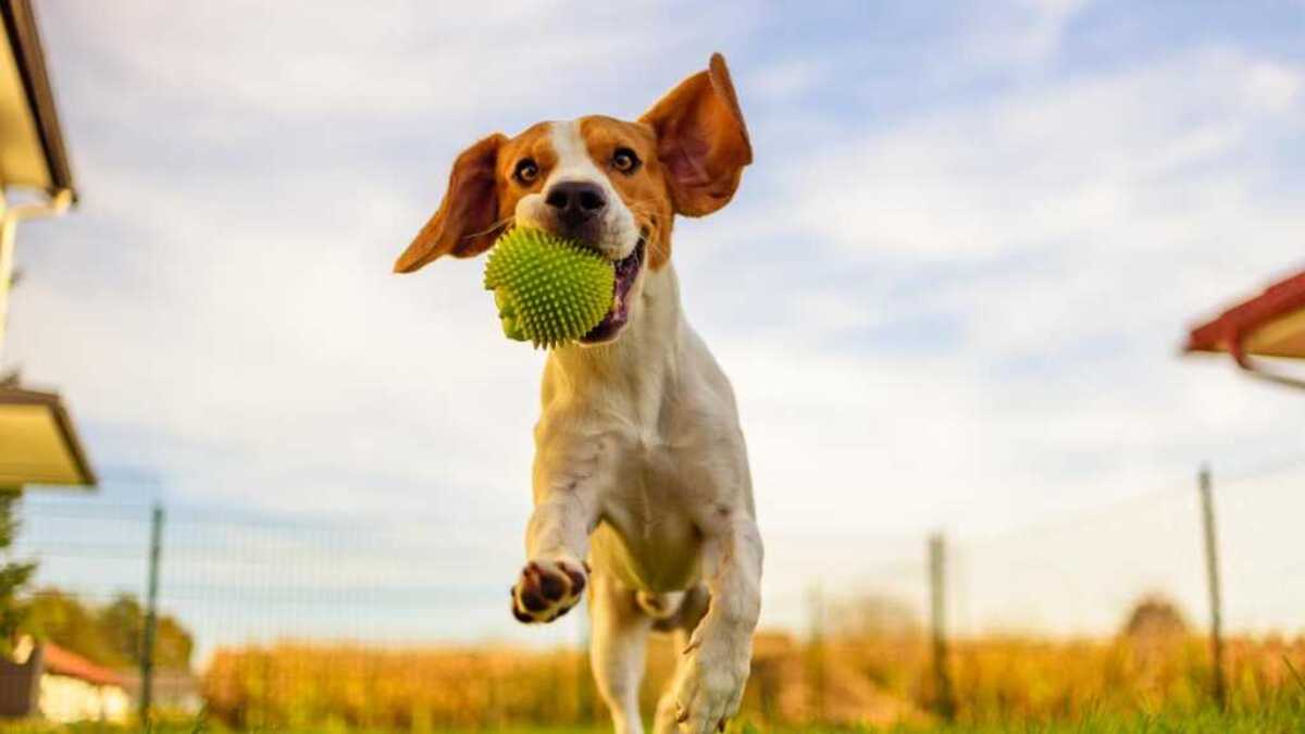 Est-ce bien ou mal de lancer la balle à son chien ? les experts nous expliquent