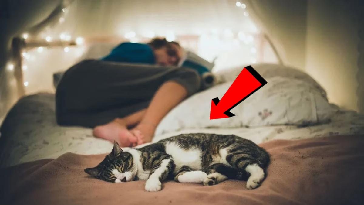 Dormire con il tuo gatto fa bene o male?  Ecco la risposta