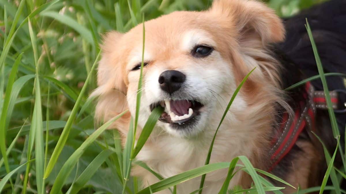 Est-il bon ou mauvais pour mon chien de manger de l'herbe ?