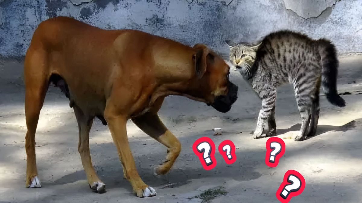 Est-il bon que les chats et les chiens vivent ensemble ? La réponse des experts