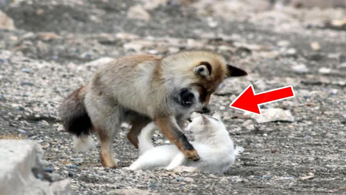Il découvre un renard sauvage sur le point d'attaquer un chat mais est surpris par sa réaction