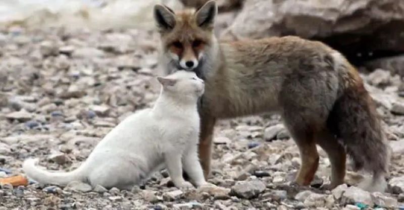 Il découvre un renard sauvage sur le point d'attaquer un chat mais est surpris par sa réaction