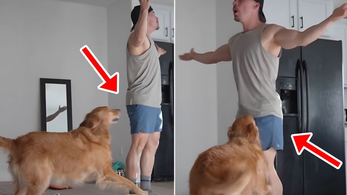 Il fait croire à sa chienne qu’il ne la voit plus, la réaction de la Golden Retriever est hilarante (vidéo)