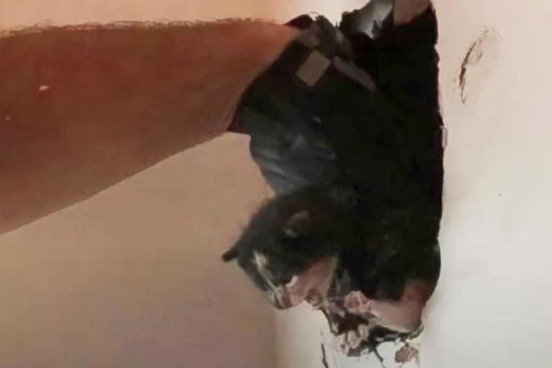 Son chien fixe le mur durant des jours, il installe alors une caméra et découvre l’impensable 