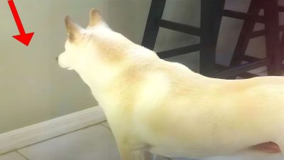 Son chien fixe le mur durant des jours, il installe alors une caméra et découvre l’impensable