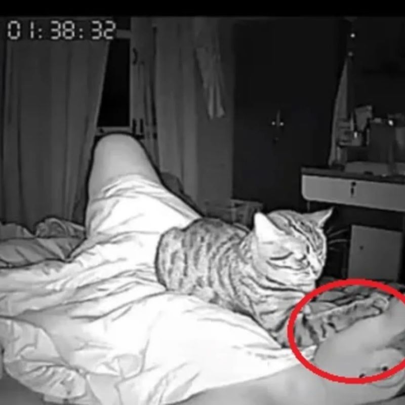 Il installe une caméra et découvre ce que son chat lui fait la nuit, c’est terrifiant !