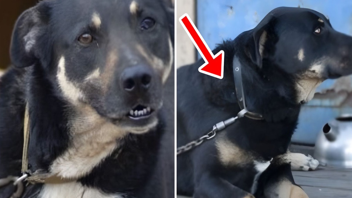 Il laisse son chien devant un supermarché avec un portefeuille et un message déchirant