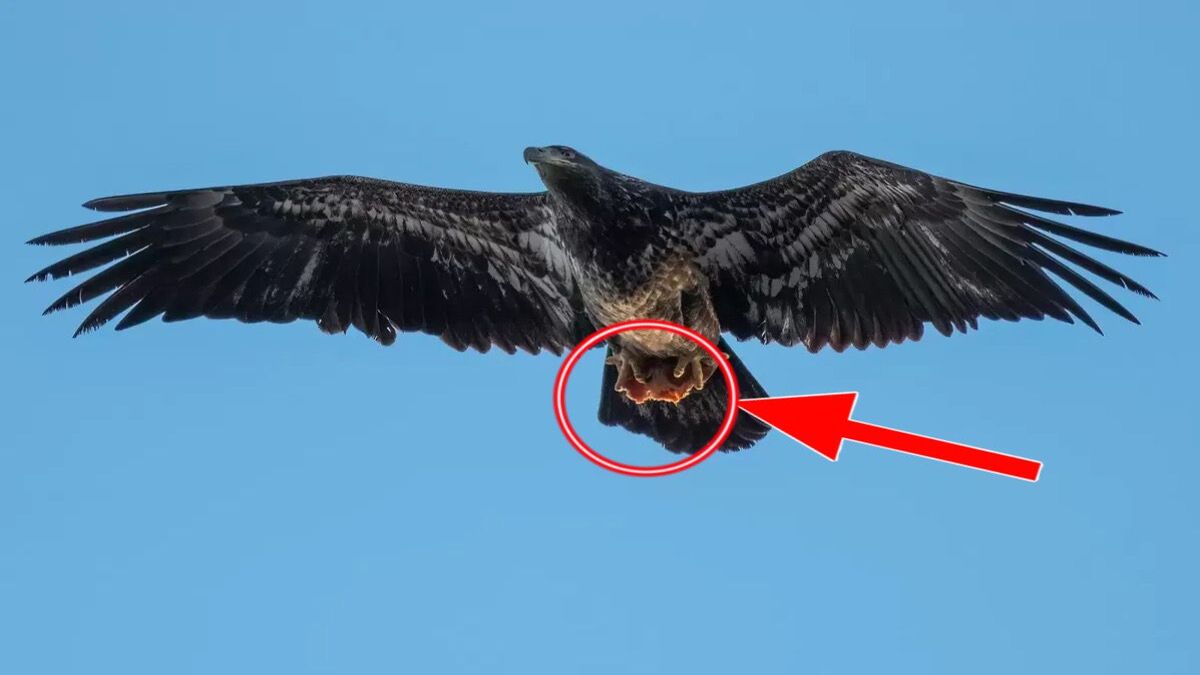 Il photographie un aigle, puis il est surpris par ce qu'il se trouve dans ses serres