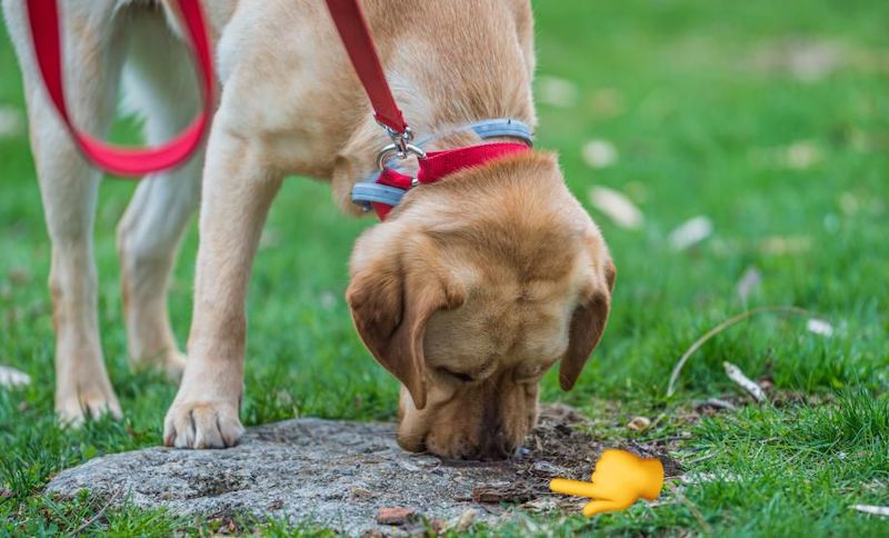 Un étrange virus se transmet dangereusement entre chiens par l’urine