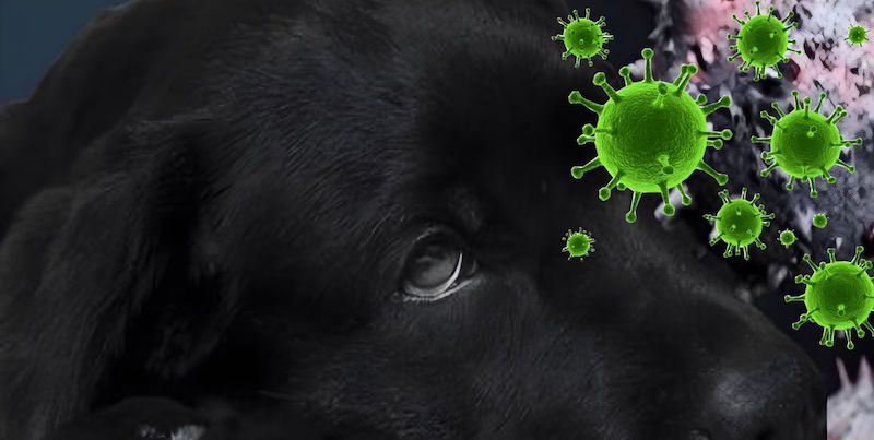 Un étrange virus se transmet dangereusement entre chiens par l’urine