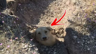 Il trouve un chien enterré jusqu'au cou et réalise alors qu'il n'est pas seul