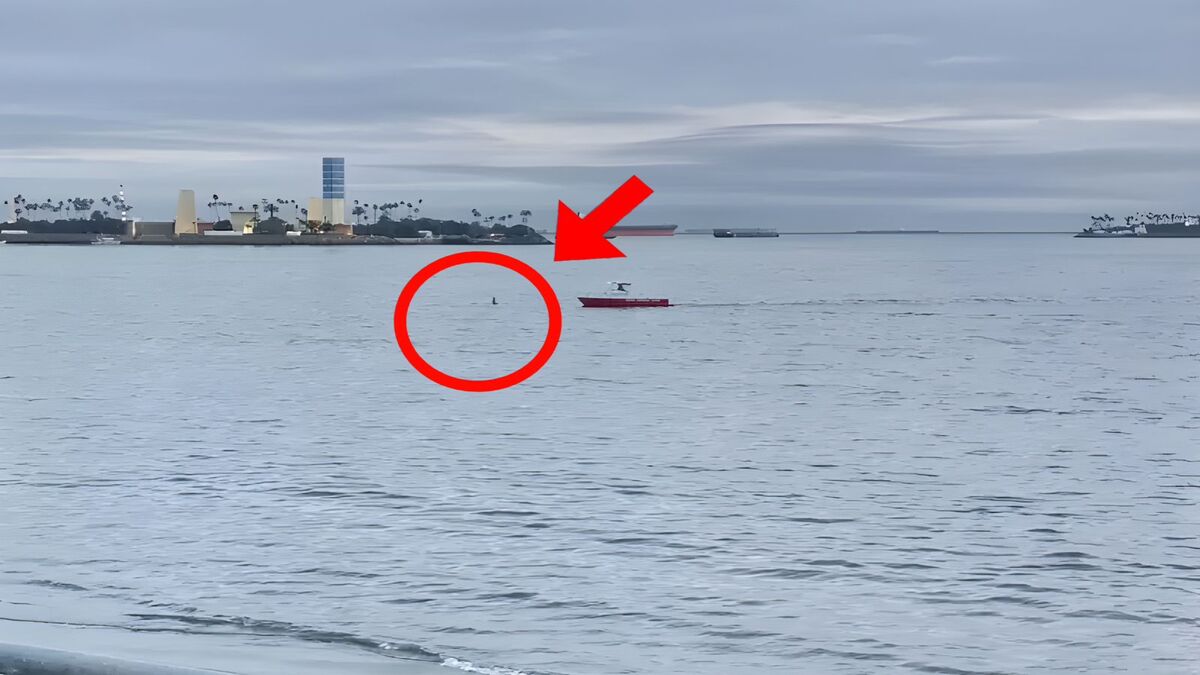 Il voit un petit animal dans la mer qui lutte contre les vagues , il agit instantanément