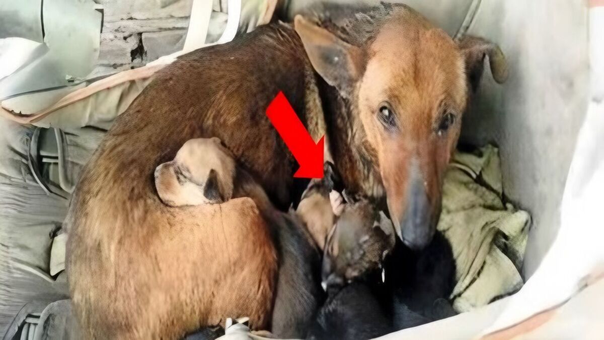 Ils la trouvent en train de câliner un bébé abandonné comme s'il s'agissait de son chiot