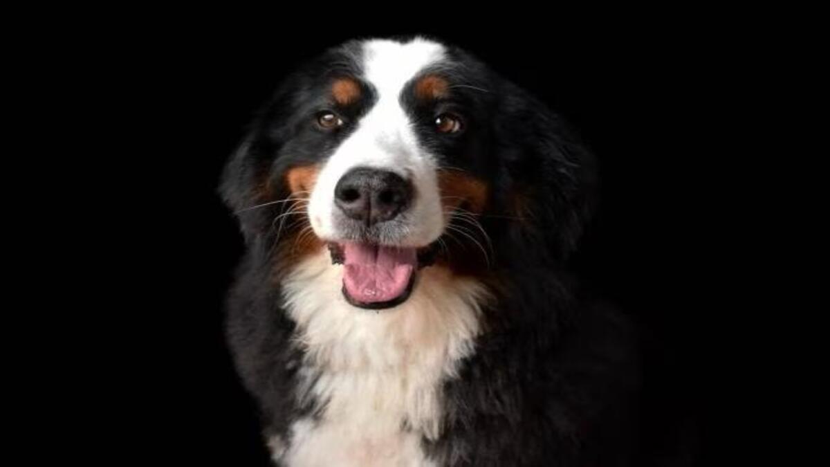 Kiara, l'incroyable histoire d'amour derrière la chienne la plus recherchée d'un pays