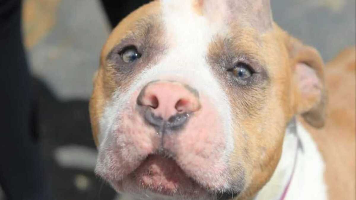 La fin douce de Strawberry, le chien qui était sur le point d'être euthanasié