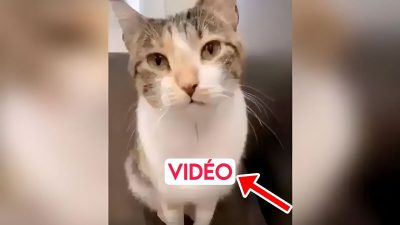 La réaction de ce chat qui voulait sortir sans autorisation touche tout le monde