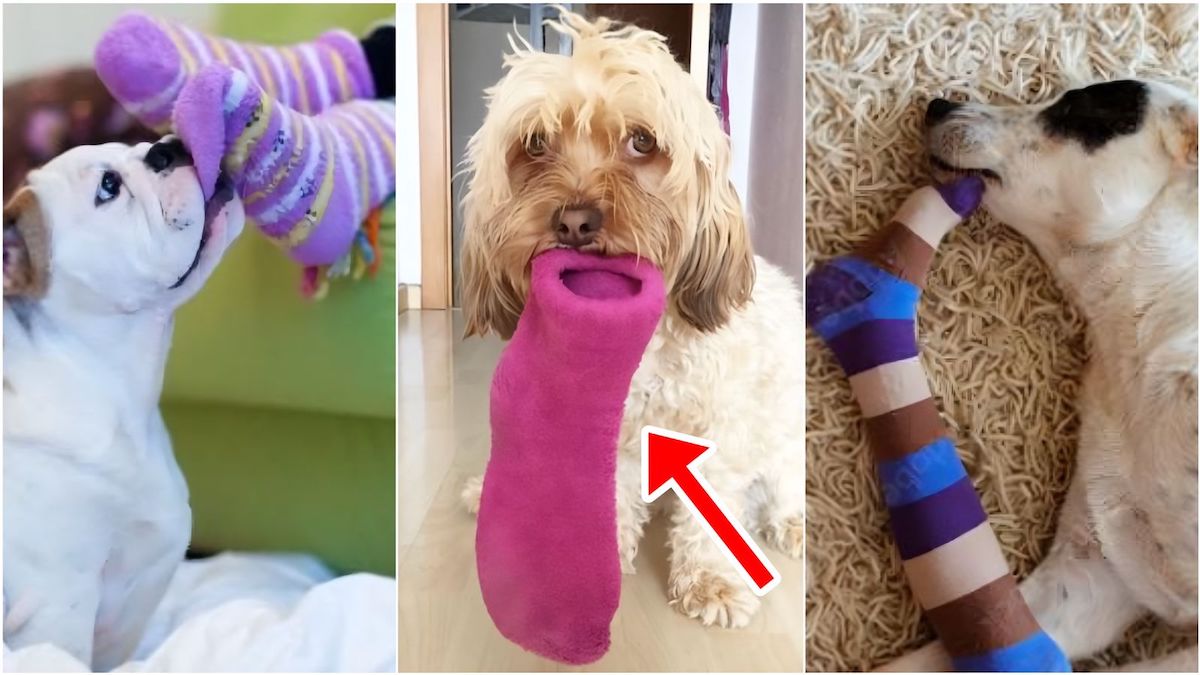 Pourquoi votre chien mâche vos chaussettes et pourquoi cela a une grande importance