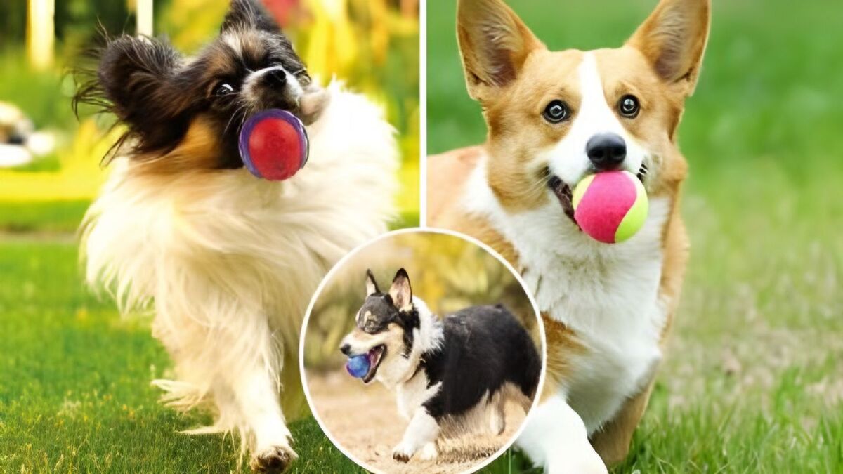 Chiens : l'astuce infaillible pour lui apprendre à aller chercher la balle