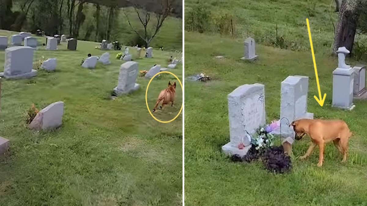 Le chien a un comportement très étrange dans un cimetière, voici les raisons