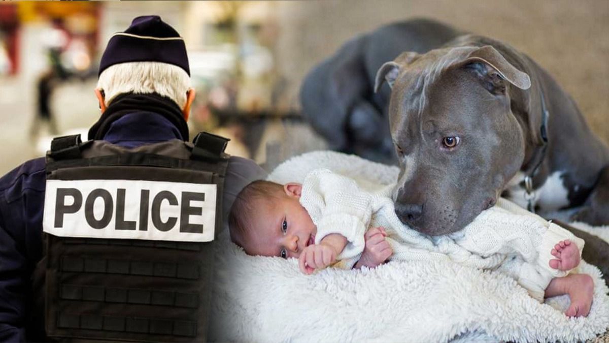 Le chien ne laisse pas dormir le bébé seul, ils comprennent et appellent la police