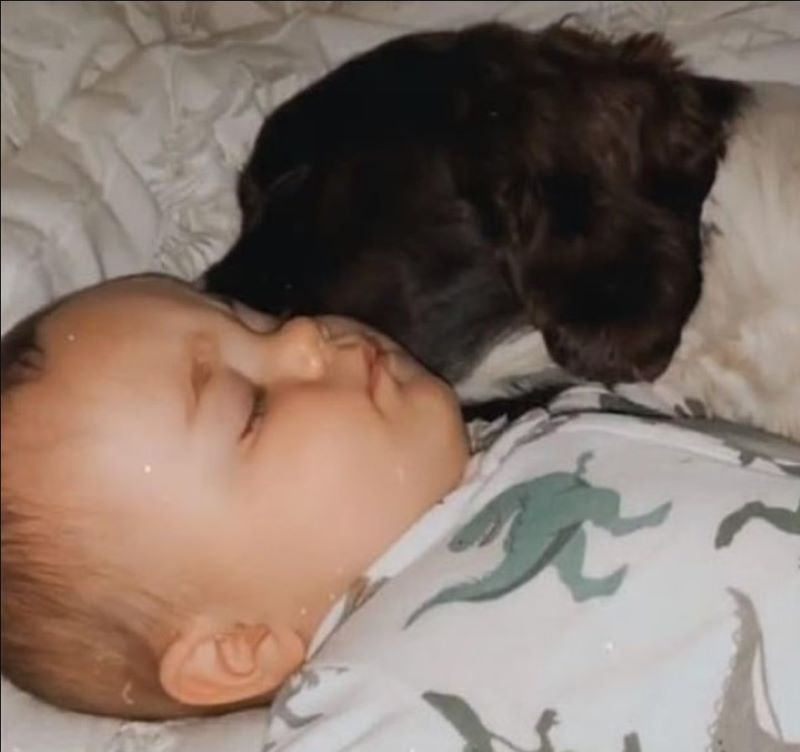 Le chien ne laisse pas dormir le bébé seul, ils comprennent enfin et appellent la police