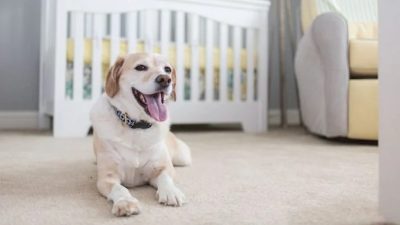 Le chien refuse de laisser leur bébé seul dans la chambre, ils font une découverte inimaginable