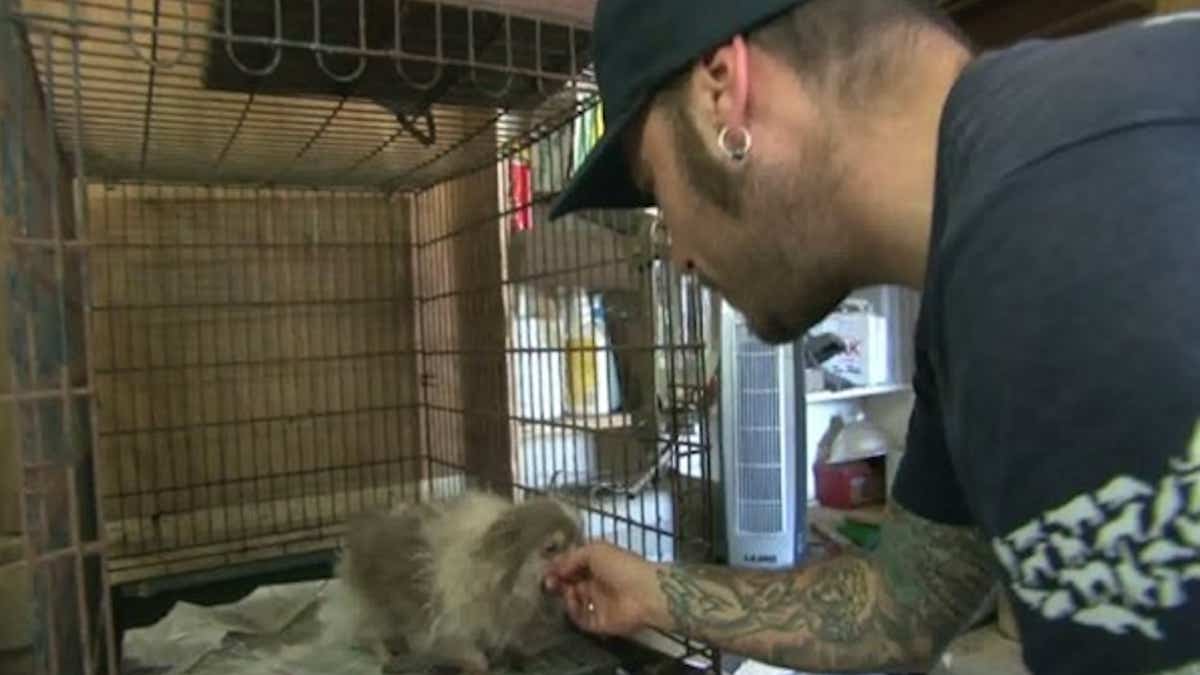 Le jour où ce chien quitte la cage où il a passé toute sa vie bouleverse tout le monde