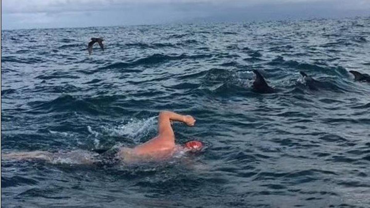 Ce groupe de dauphins sauve un nageur menacé par un requin