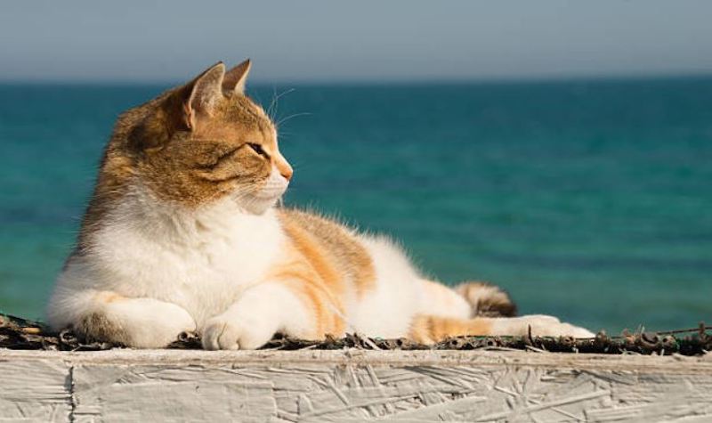 Les chats sont tous accros au soleil : les raisons vont vous étonner !