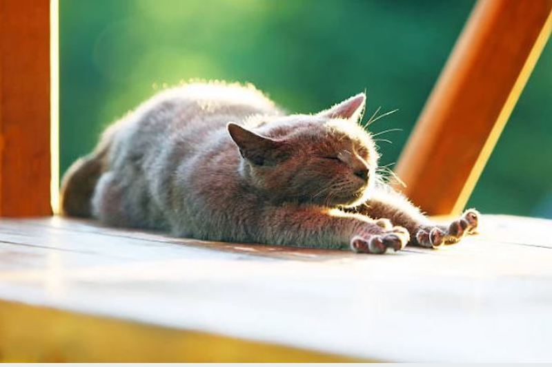 Les chats sont tous accros au soleil : les raisons vont vous étonner !