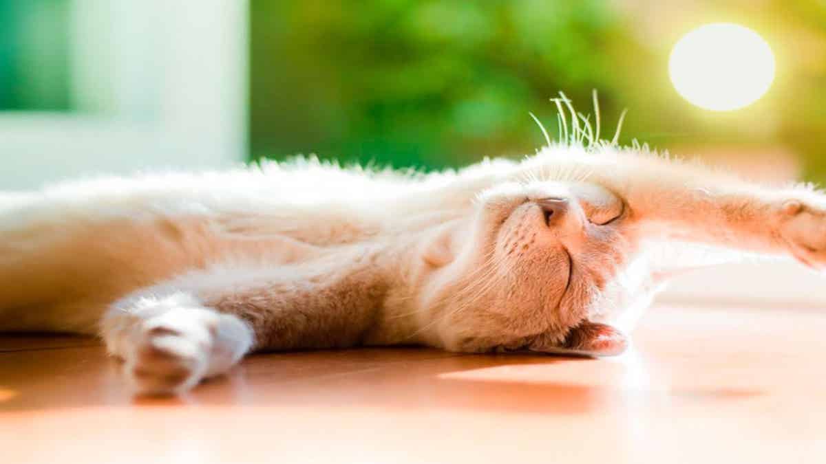 Les chats sont tous accros au soleil : les raisons vont vous étonner !