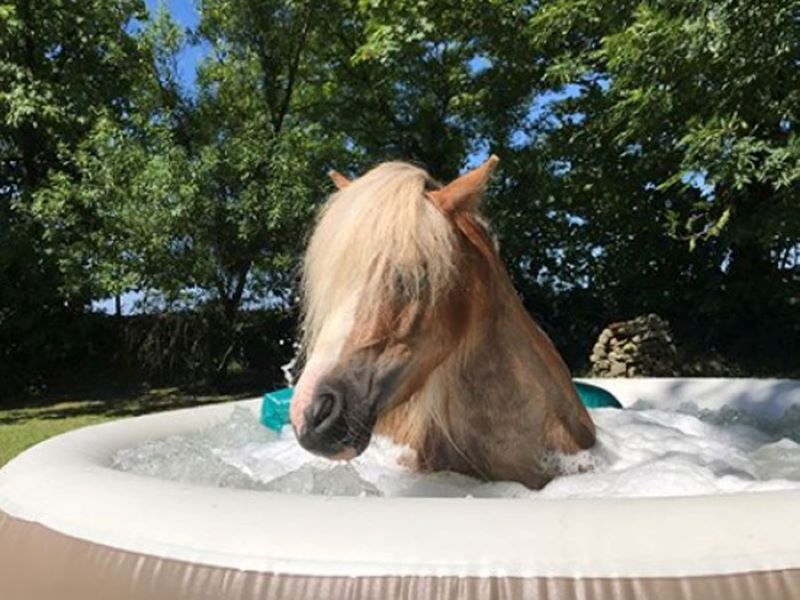 Les chevaux qui profitent d'un spa conquièrent les réseaux sociaux