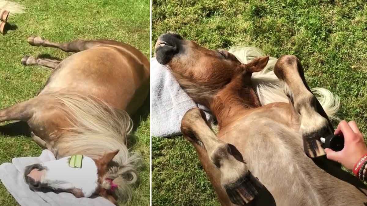 Les chevaux qui profitent d'un spa conquièrent les réseaux sociaux