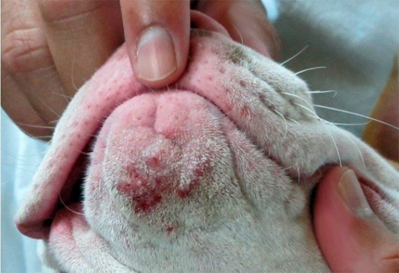 Les chiens et les chats ont-ils aussi de l'acné ?