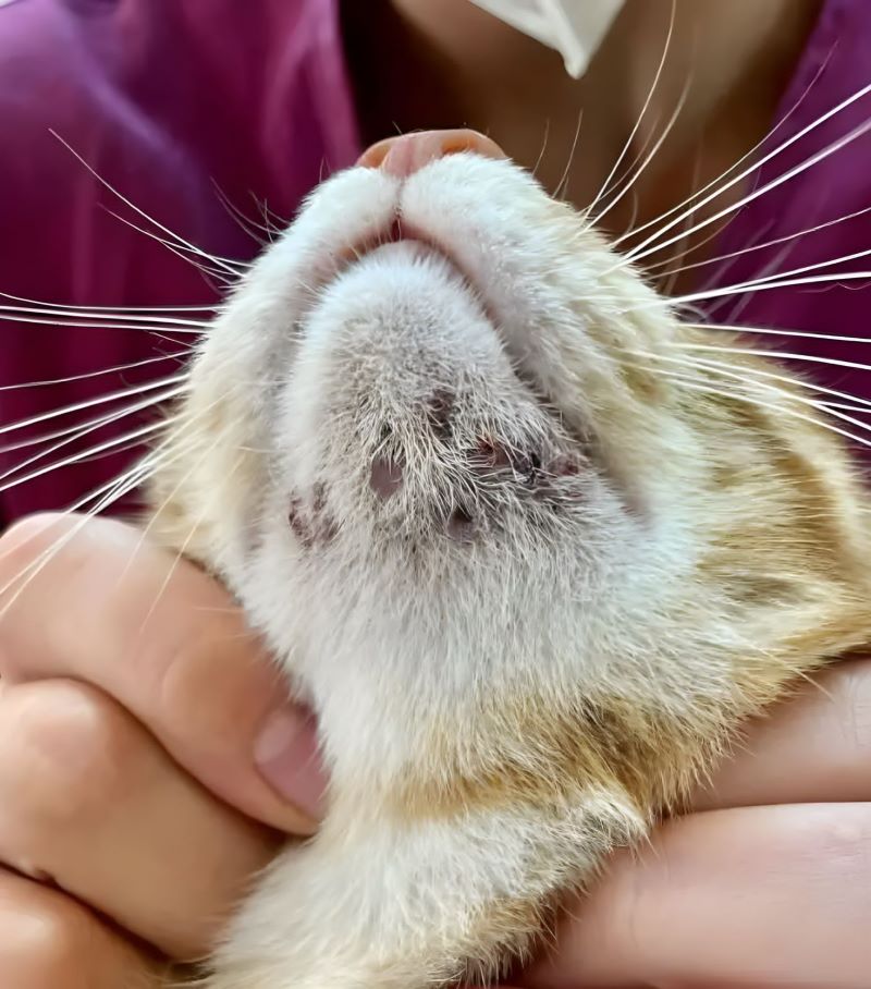 Les chiens et les chats ont-ils aussi de l'acné ?