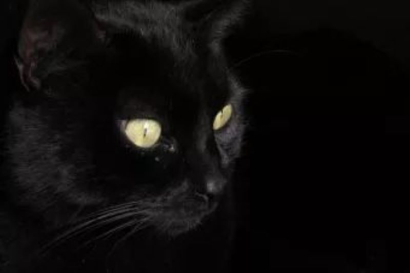 Les chiens et les chats voient-ils dans l'obscurité, et qu'en est-il des couleurs ? Voici la réponse