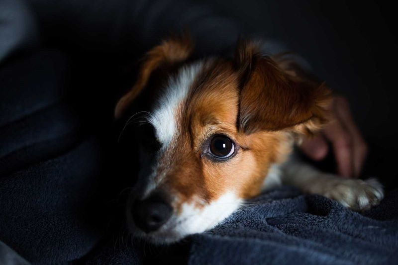 Les chiens et les chats voient-ils dans l'obscurité, et qu'en est-il des couleurs ? Voici la réponse